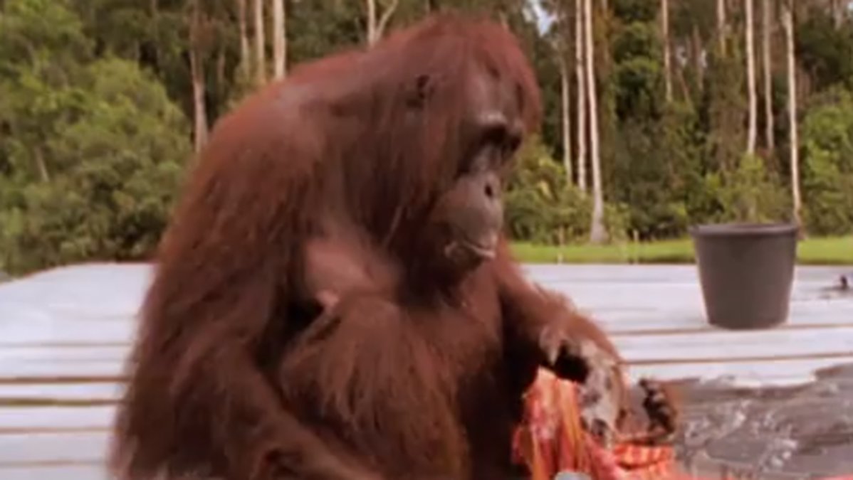 Orangutangen tvättar kläder med tvål. 